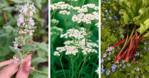 Strawberry Companion Plants